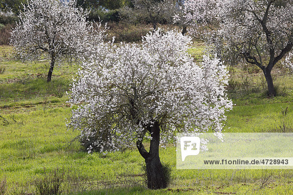 Mandelblüte  blühende Mandelbäume (Prunus dulcis)  Algaida  Mallorca  Balearen  Spanien  Europa
