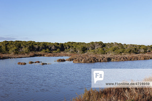 Brackwasser zwischen Salines de Llevant und es Trenc  Mallorca  Balearen  Spanien  Europa