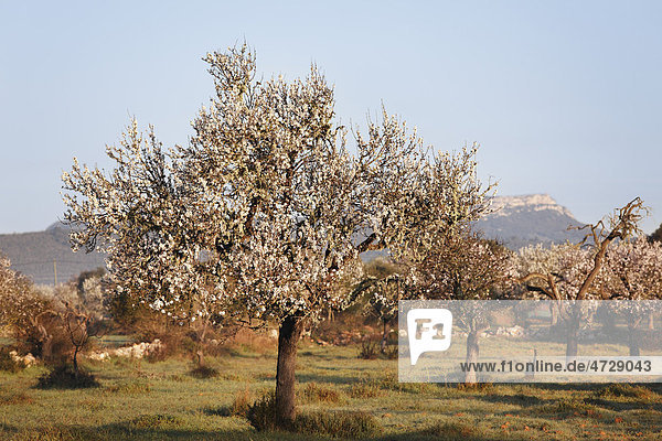 Mandelblüte  blühende Mandelbäume (Prunus dulcis)  Campos  Mallorca  Balearen  Spanien  Europa
