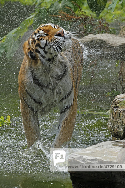Sibirischer Tiger (Panthera tigris altaica)  schüttelt sich im Wasser  im Zoo Antwerpen  Belgien  Europa