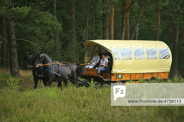 Horse carriage ride in the Lueneburg Heath  Lower Saxony  Germany  Europe