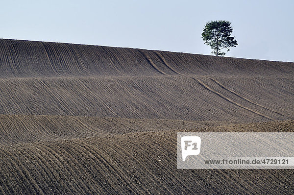 Solitärbaum  Eiche (Quercus robur)  in der ausgeräumten Agrarlandschaft  Kreis Rendsburg-Eckernförde  Schleswig-Holstein  Deutschland  Europa
