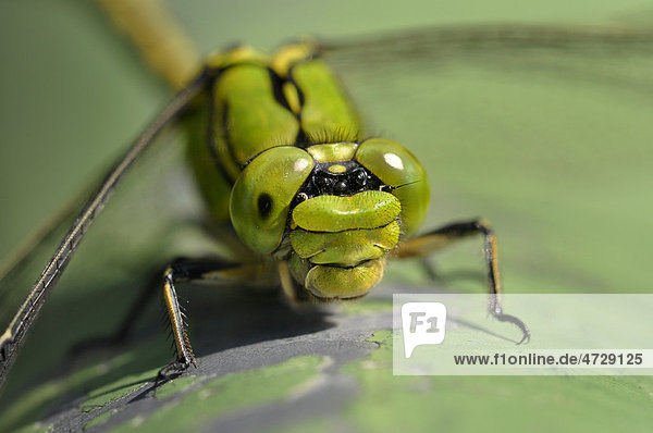 Grüne Flussjungfer oder Keiljungfer (Ophiogomphus cecilia)  deutschlandweit stark gefährdete und streng geschützte Art des Anhangs II der FFH-Richtlinie