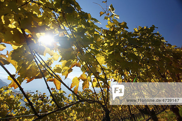 Gefärbtes Weinlaub an Rebstöcken  Weinberg im Herbst  Jenesien  San Genesio  Bozen  Südtirol  Italien  Europa