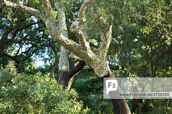 Cork oak (Quercus suber)  Barranco do Banho gorge  Algarve region  Portugal  Europe