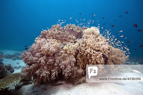 Coral reef with various soft corals and damsel fish  Southern Leyte  Philippines  Asia