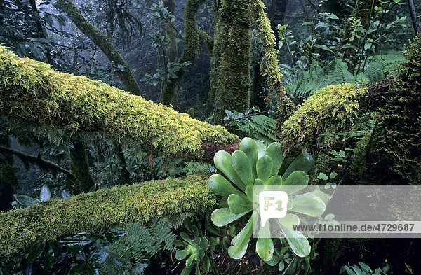 Blattrosette Aeonium cuneatum (Aeonium cuneatum) auf bemoostem Baumstamm  Anaga-Gebirge  Teneriffa  Kanarische Inseln  Spanien  Europa