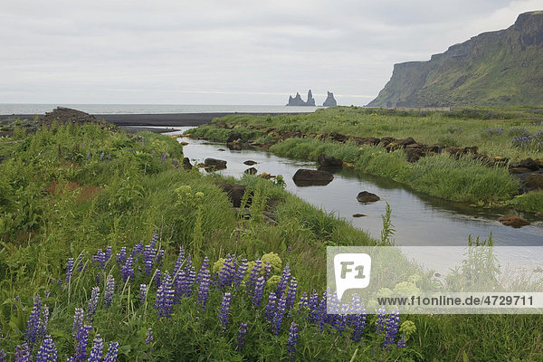 Lila Lupinen (Lupinus) an einem Flusslauf an der Steilküste  Vik  Island  Europa