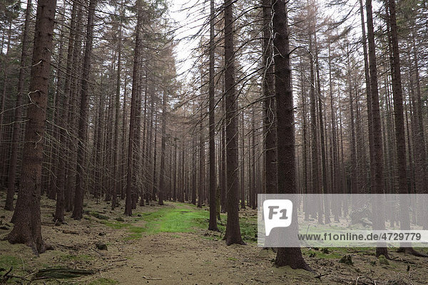 Wanderweg durch einen Fichtenwald (Picea)  Harz  Sachsen-Anhalt  Deutschland  Europa