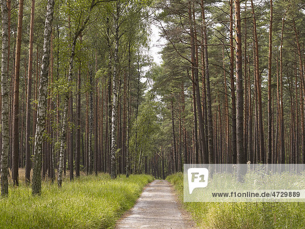 Waldgebiet mit Nadelbäumen und Birken im Müritz-Nationalpark  Mecklenburgische Seenplatte  Mecklenburg-Vorpommern  Deutschland  Europa