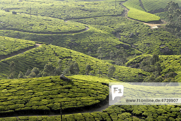 Teeplantagen bei Munnar Western Ghats Kerala Südindien Indien Asien