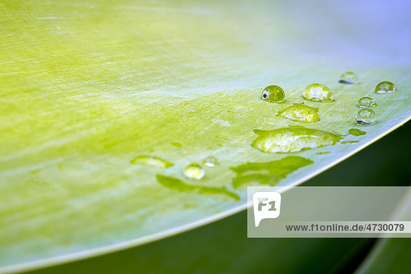 Wassertropfen auf Blatt