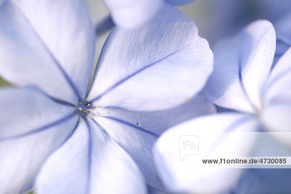Flambego  Blüten  blau  Makro  Big Island  Hawaii  USA