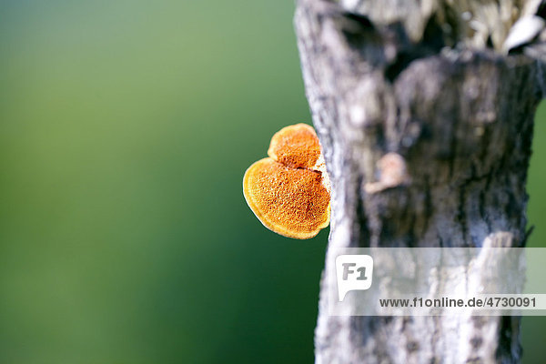 Fungus an Baum  Makro  Big Island  Hawaii  USA
