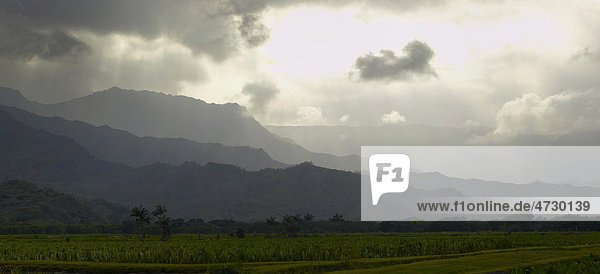 Hanalei Valley  Tal  Hanalei  Kauai  Hawaii  USA