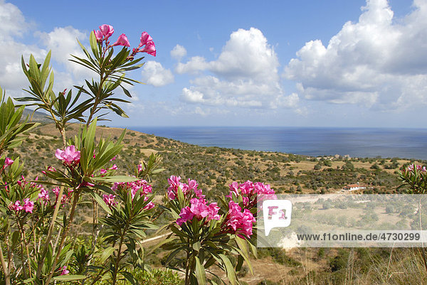 Blühender Oleander (Nerium oleander)  Landschaft mit Meer bei Latchi  Akamas  Südzypern  Republik Zypern  Mittelmeer  Europa