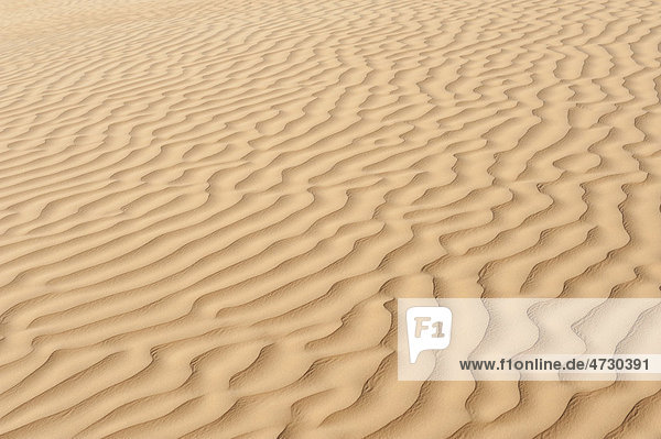 Gelber Sand mit Rippelmarken  Wüste  Sahara  Südtunesien  Tunesien  Maghreb  Nordafrika  Afrika