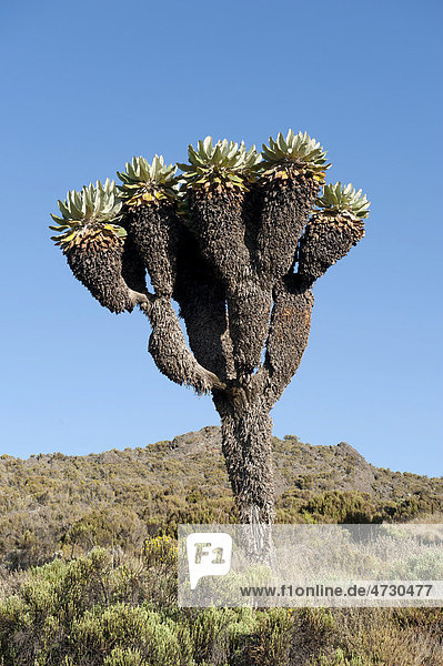 Riesen-Greiskraut  Riesensenezie  Schopfbaum (Dendrosenecio kilimanjari)  bei den Horombo Huts  Marangu Route  Kilimandscharo  Tansania  Ostafrika  Afrika