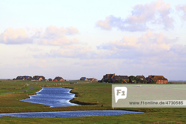 Typische Warften mit einem Nordsee-Pril im Vordergrund  Hallig Hooge  Nordfriesland  Nordsee  Wattenmeer  Schleswig-Holstein  Deutschland  Europa
