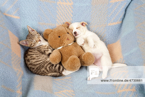 Kätzchen und Welpe schlafen nebeneinander neben Teddybär