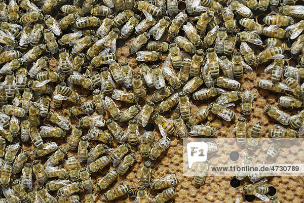 Arbeiterinnen-Bienen auf gedeckelter Brutwabe