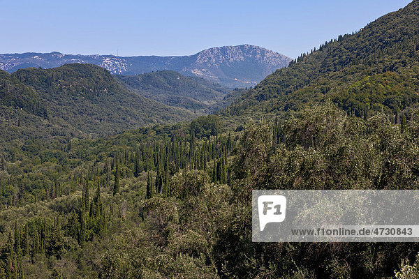 Olive trees and cypresses  Corfu Island  Ionian Islands  Greece  Southern Europe