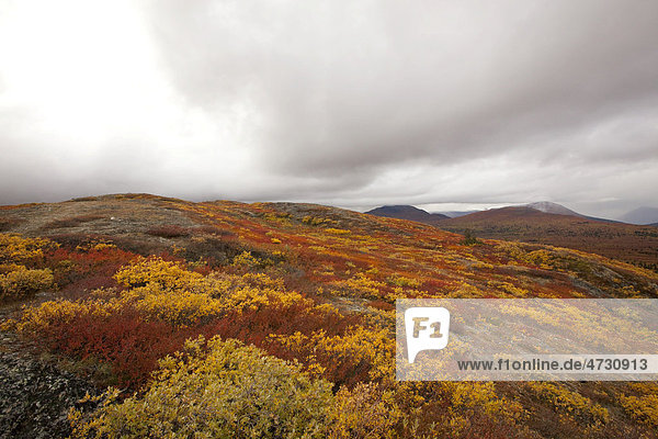 Subalpine Tundra  Altweibersommer  herbstlich gefärbte Blätter  Herbst  in der Nähe des Sees Fish Lake  Yukon Territorium  Kanada