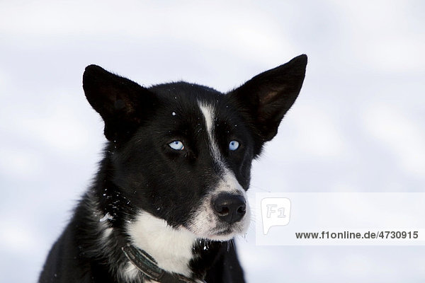 Porträt eines Schlittenhundes  Alaskan Husky Hündin  blaue Augen  Yukon Territorium  Kanada