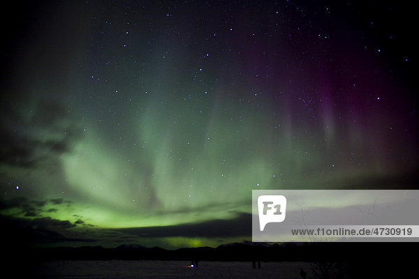 Nordlicht  Polarlicht (Aurora borealis)  Vorhang  grün violett  in der Nähe von Whitehorse  Yukon Territory  Kanada