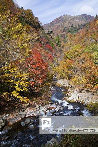 River autumn Tochigi Japan Asia
