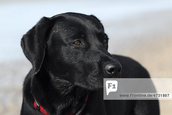 Schwarzer Labrador Retriever  Junghund  Rüde