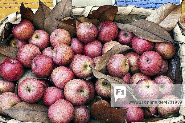 Annurca-ƒpfel  einheimische Apfelsorte  in einem Korb  Neapel  Kampanien  Italien  Europa