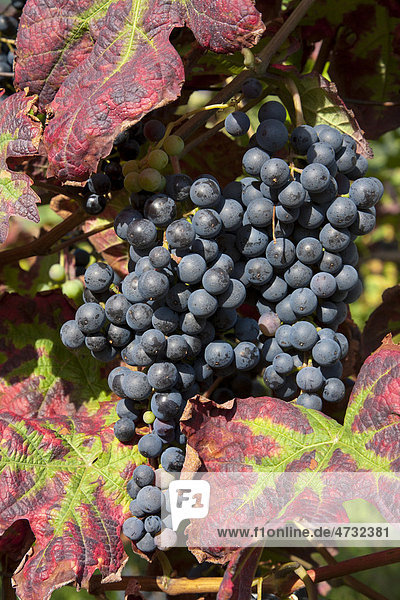Weinrebe Weinberg Deutsche Weinstraße Pfalz Rheinland-Pfalz Deutschland Europa