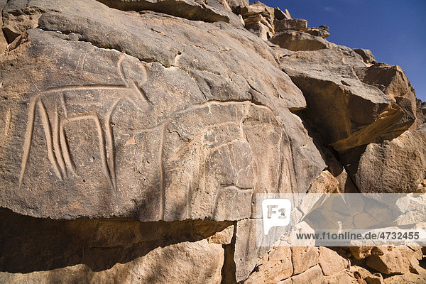 Steingravuren im Wadi Mathendous  Giraffe  Wadi Barjuj  Steinwüste  Libyen  Sahara  Nordafrika  Afrika