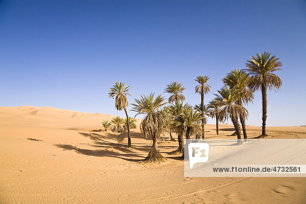 Dattelpalmen (Phoenix spec.)  in der libyschen Wüste  Oase Um el Ma  Libyen  Sahara  Nordafrika  Afrika