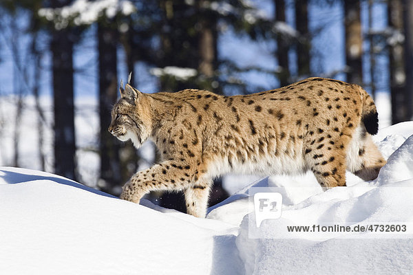 Europäischer Luchs (Felis lynx  Lynx lynx) läuft im Schnee  Nationalpark Bayrischer Wald  Bayern  Deutschland  Europa