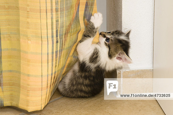 Kätzchen spielt mit Vorhang im Wohnzimmer