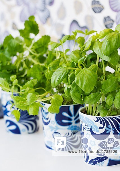 Basil and herbs in pots  close-up