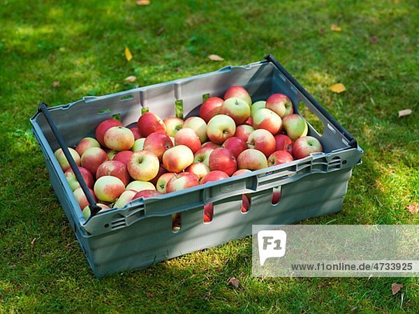 Kunststoff-Box mit Äpfeln auf Gras
