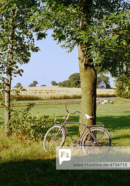 Fahrrad stützte sich auf Baum im Feld