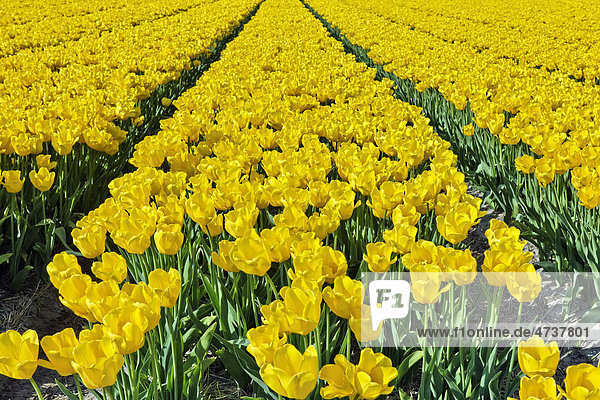 Tulpen (Tulipa)  gelb  Tulpenfeld  Holland  Niederlande  Europa