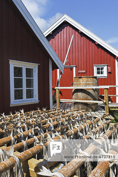 Rote Fischerhütte mit Fisch  der zum Trocknen aufgehängt wurde  Lofoten  Norwegen  Skandinavien  Europa