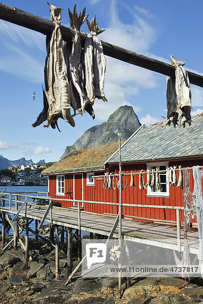 Rote Fischerhütte mit Fisch  der zum Trocknen aufgehängt wurde  Lofoten  Norwegen  Skandinavien  Europa