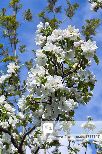 Apfelblüten in Hardanger  Norwegen  Skandinavien  Europa