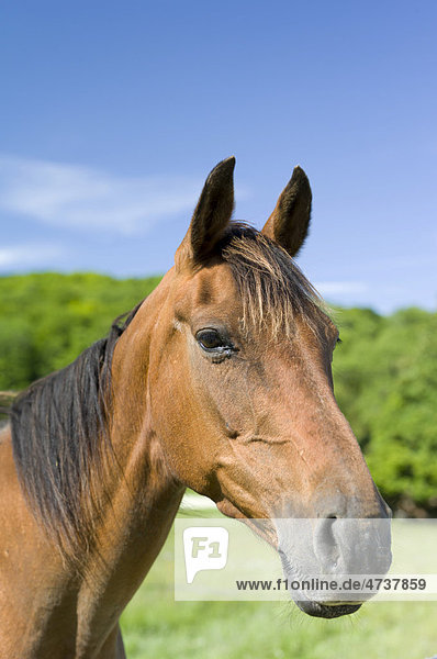 Braunes Pferd  Portrait