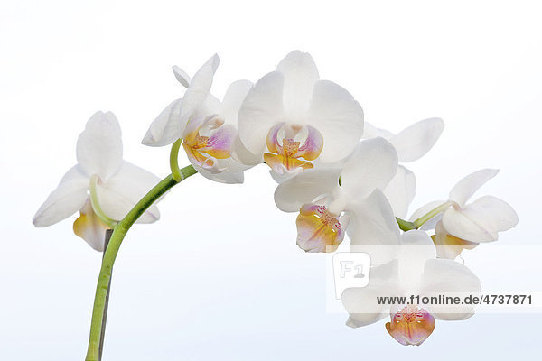 Weiße Orchideen
