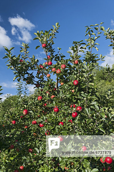 Apfelbaum  Hardanger  Norwegen  Skandinavien  Europa