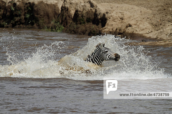 Zebra (Equus quagga) bei Flussüberquerung  Masai Mara  Kenia  Afrika Equus quagga Steppenzebra