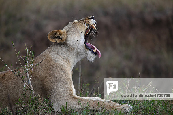 Gähnende Löwin (Panthera leo)  Masai Mara  Kenia  Afrika