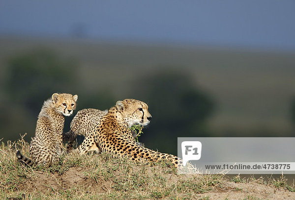 Geparden (Acinonyx jubatus)  weibliches Alttier und Jungtier  Masai Mara  Kenia  Afrika